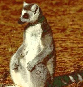 Ringtail lemur contemplating the meaning of life 18K JPG
