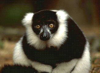 (Black and white ruffed lemur (12K JPG))