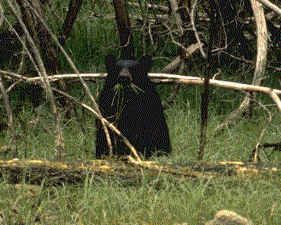 (Black bear on shore)