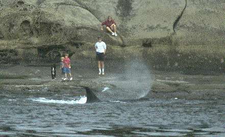 (Orca next to shore)